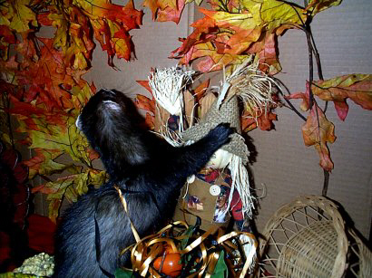 Blackie102399.JPG (48261 bytes)