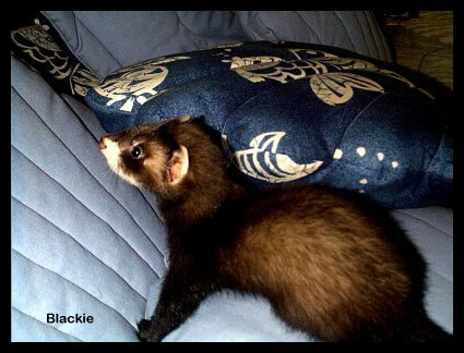 Blackie5.JPG (37080 bytes)