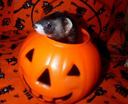 Blackiepumpkin.jpg (62706 bytes)