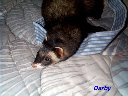 Dar5afterbath.JPG (30004 bytes)