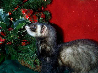 Darby2.JPG (37885 bytes)