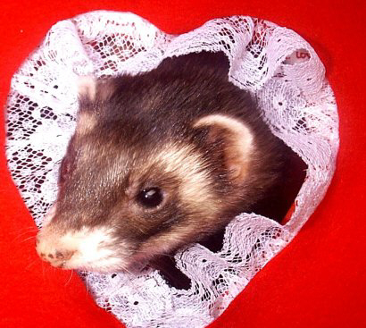 Darbyheart.jpg (49327 bytes)