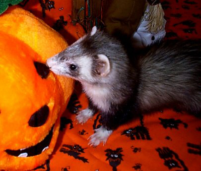 Lillypumpb.jpg (32813 bytes)