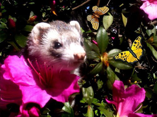 Lillyyellbfly.jpg (49633 bytes)