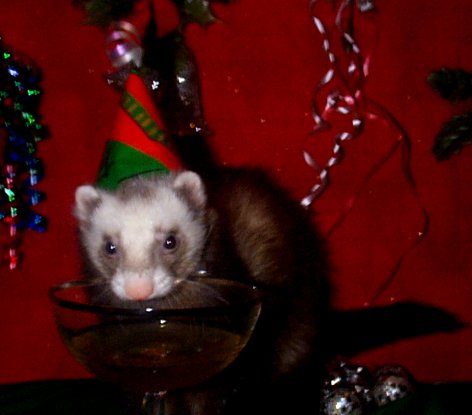 PartyBoy.jpg (27029 bytes)