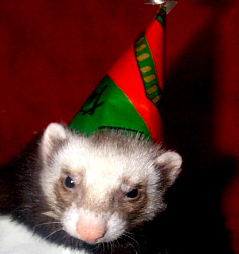PartyBoy2.jpg (51413 bytes)