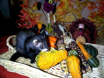 Thanksbasket.JPG (47957 bytes)