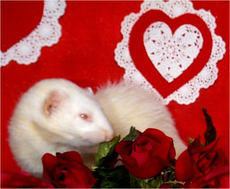Valentine Cutie2.jpg (33066 bytes)