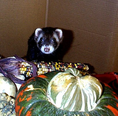 kitsquash2.JPG (43788 bytes)