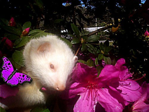 petalavbfly.jpg (44199 bytes)